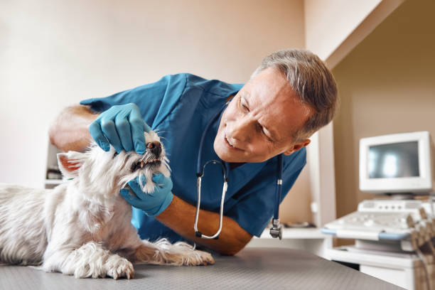 Best Mobile Emergency Dentist in Belpre, OH